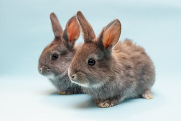 rabbit on a blue  background