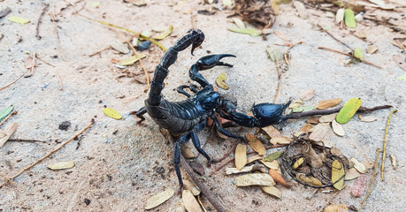 Black scorpion