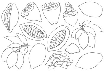 Cocoa bean isolated outline set icon. Vector illustration chocolate fruit on white background. Vector outline set icon cocoa bean.