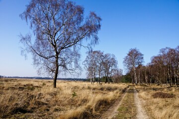 Early spring in National Park de Hoge Veluwe in the Netherlands