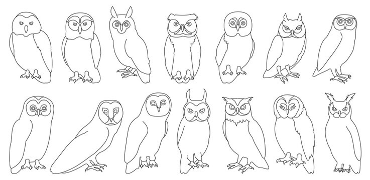 Owl bird outline vector set illustration of icon. .Vector set icon of animal owl. Isolated outline collection illustration of bird on white background.