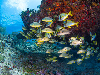 School of Bluestriped grunt and Porkfish (Playa del Carmen, Quintana Roo, Yucatan, Mexico)