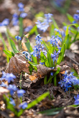 Photo of blue spring flowers in the forest.