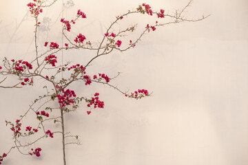 Closeup of tropical plant with beautiful red flowers near beige wall. Summer travel vacation floral...