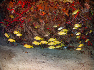 School of French grunt (Playa del Carmen, Quintana Roo, Yucatan, Mexico)