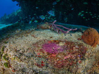 Sergeant major's eggs on a rock (Playa del Carmen, Quintana Roo, Yucatan, Mexico)