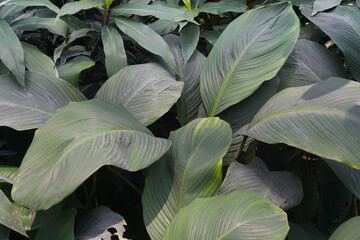 Green Peace lily leaves natural background and wallpaper.  Fragrant spathiphyllum. Spathiphyllum cannifolium (Dryand. ex Sims). 