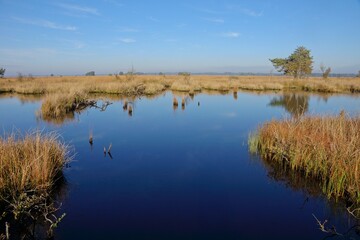 Reflecting pond in Dwingelderveld National Park in the Netherlands