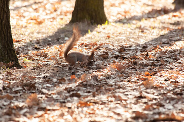 Red squirrel in the forest hides a nut in yellow dry leaves