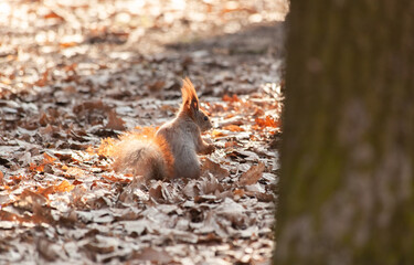 A ginger squirrel stands behind a tree holding a walnut in its paws and looks to the side