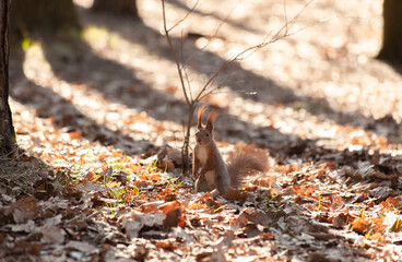 The squirrel stands on its hind legs and looks attentively at the camera.
