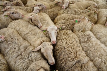 Sheep waiting to be sheared