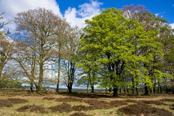 Spring in National Park de Hoge Veluwe in the Netherlands