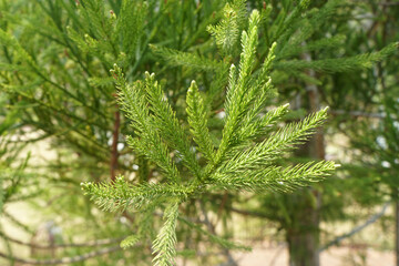 green leaves of Dacrydium elatum (Roxb.) Wall. ex Hook.