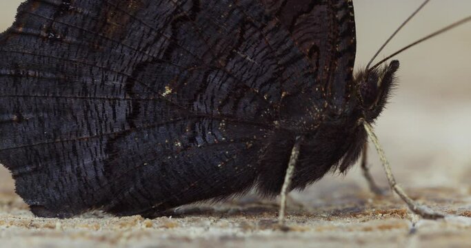 Close-up of the peacock butterfly 