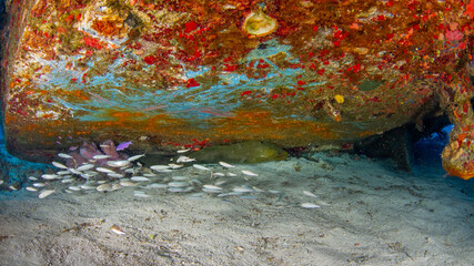 Reef fish lurking under a shipwreck (Mama Vina Wreck, Playa del Carmen, Quintana Roo, Yucatan,...