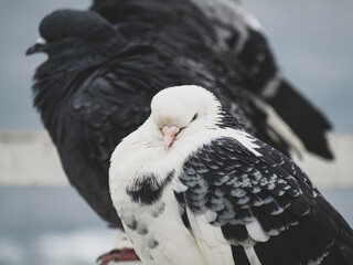 pigeon on a rock