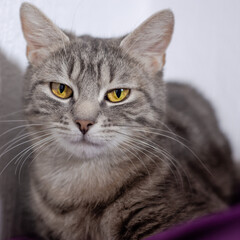 Naklejka premium portrait of a cat