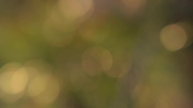Beautiful sunny natural 4k stock video background of defocused sunset foliage of green trees growing outside in spring forest. Abstract nature magic sunshine sparkling bokeh backdrop with copy space