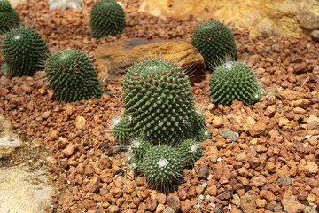 cactus mammillaria arid plants. succulent plants in the garden.