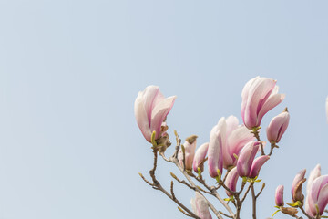 Blue sky with magnolia flower，Magnolia denudata