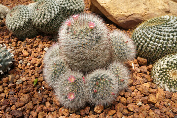 Mammillaria mammilllaris or woolly nipple cactus. Arid plants.
