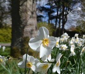 Beautiful spring daffodil blooming in the sunshine