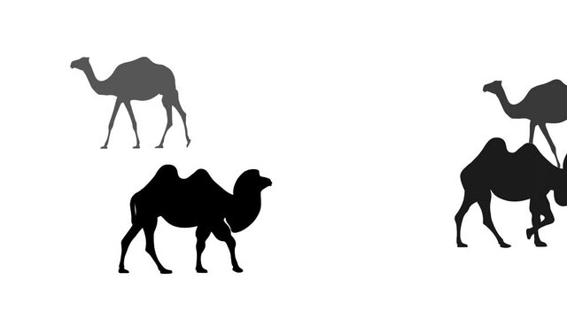 Silhouettes of Bactrian and dromedary camels, animation on the white background