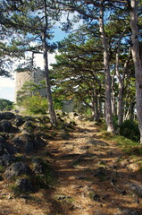 Black tower in Mödling with pine forests and sunbeams. Moedling (Mödling), Lower Austria. Travel destination trip from Vienna. Beautiful nature in Austria, hiking trails. 