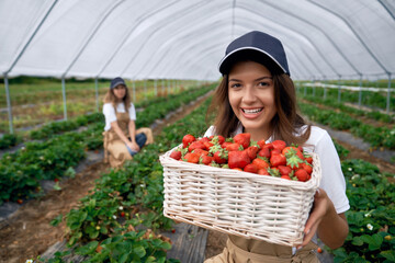 Front view of squatting women are picking strawberries in greenhouse. Beautiful field workers are smelling just picked fresh berries and smiling. Concept of natural fruit.