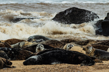 Obraz premium Seal colony on the beach