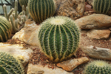 Golden barrel cactus or Echinocactus grusonii is a wonderful popular plant for adding texture,