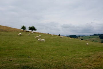 Obraz premium Herd of cows in French field