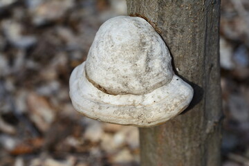 Fomes fomentarius in the natural environment. A perennial edible fungus Woodsfailing.
