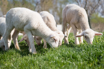 Naklejka na ściany i meble Herd of young sheep grazing on green meadow