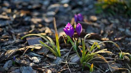 Crocuses colorful purple flowers. First spring flowers. Selective focus image