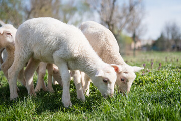 Obraz premium Two beautiful young sheep grazing on green meadow
