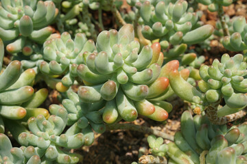 Fototapeta premium Sedum Pachyphyllum Rose, Succulent plants.