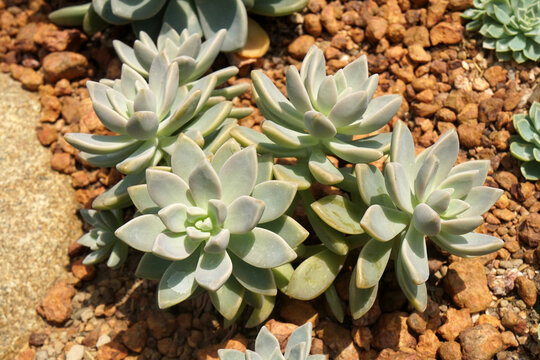 x Graptoveria 'Opalina' is an attractive succulent that produces clusters of tight rosettes of thick, smooth, upright-held leaves. Arid plants.