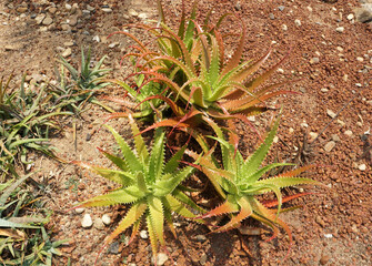 Aloe dorotheae (Sunset Aloe) is an eye-catching succulent that forms rosettes of shiny,...