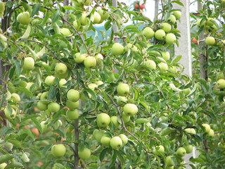 Apple orchard. Ripe apples in the garden ready for harvest.