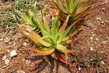 Aloe dorotheae (Sunset Aloe) is an eye-catching succulent that forms rosettes of shiny, yellowish-green leaves that turn orange-red in full sun.
