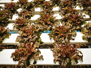 Fresh red oak lettuce