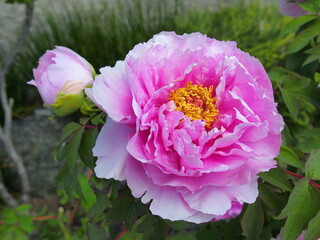 朝のピンクの牡丹