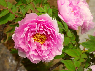 朝のピンクの二輪の牡丹