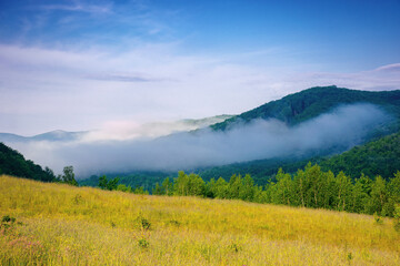 forest on the grassy meadow in the morning. beautiful countryside landscape in summertime. fog...