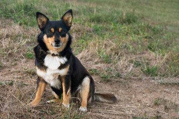 The nice little dog in the park