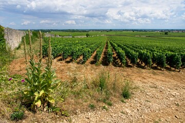 Bourgogne vineyards near Beaune France