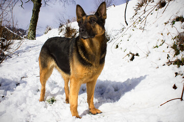 German Shepherd dog in snow