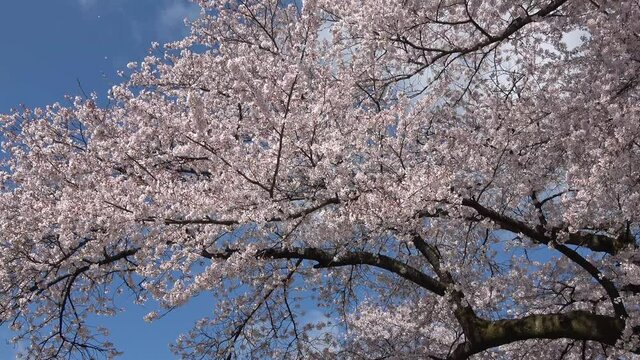 岩瀬牧場の桜（福島県・鏡石町）